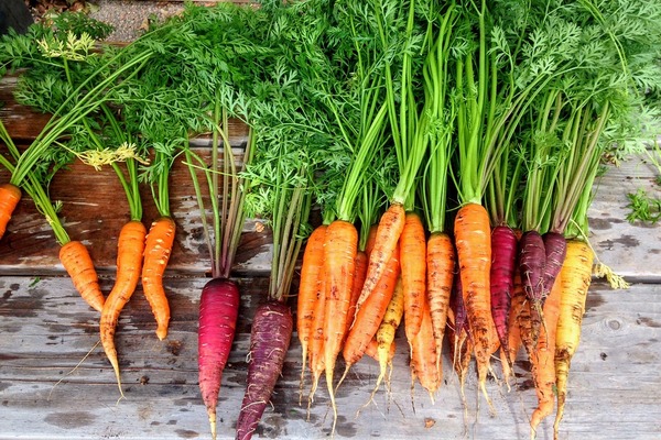 carota1-oceanodivita6