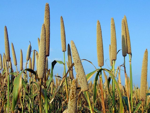 miglio-perlato-oceanodivita-com-1