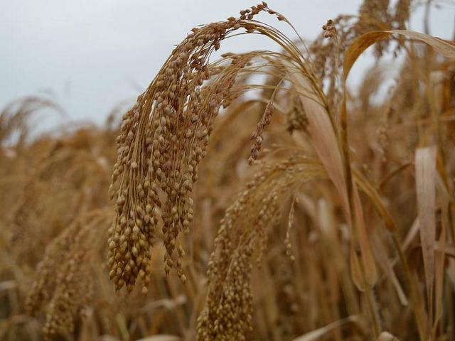 miglio-perlato-oceanodivita-com-2