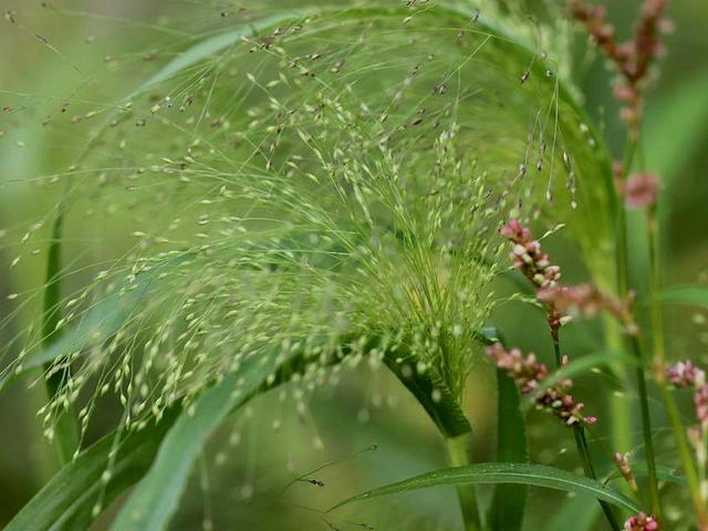 miglio-perlato-oceanodivita-com-3