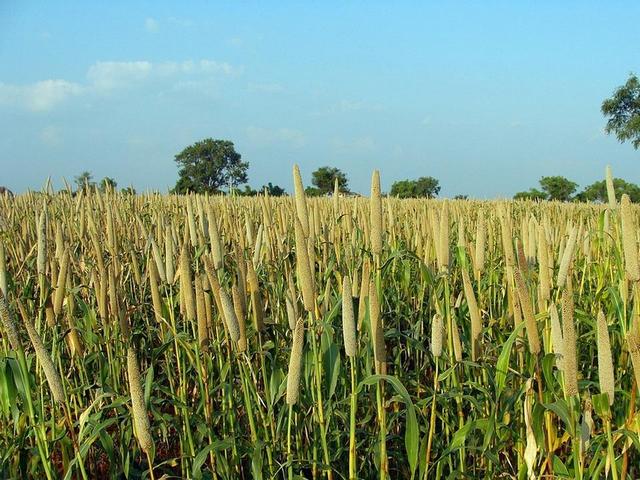 miglio-perlato-oceanodivita-com