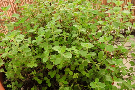 origano-oceanodivita-items