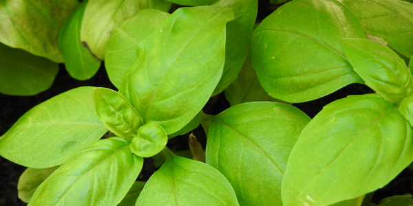 piante-aromatiche-oceanodivita