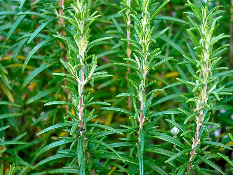 rosmarino-rami-oceanodivita-com