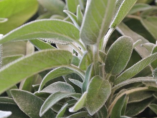 salvia-oceanodivita-com-2