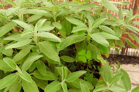 salvia-oceanodivita-items
