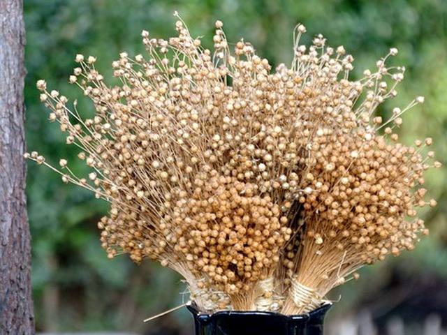 semi-di-lino-oceanodivita-com-4